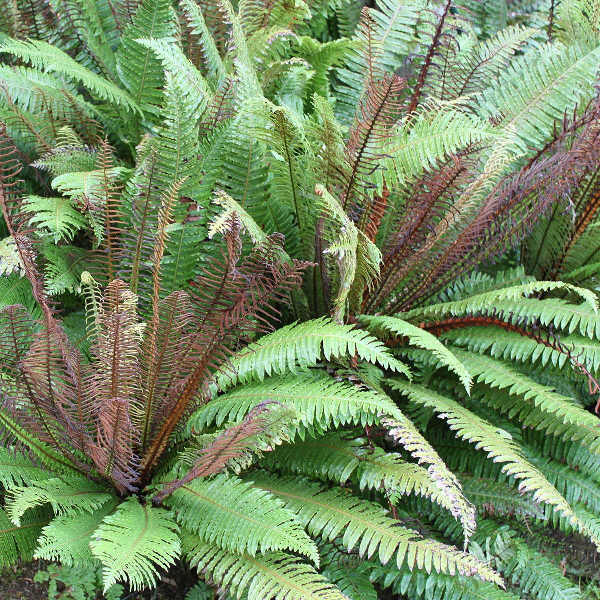Ferns